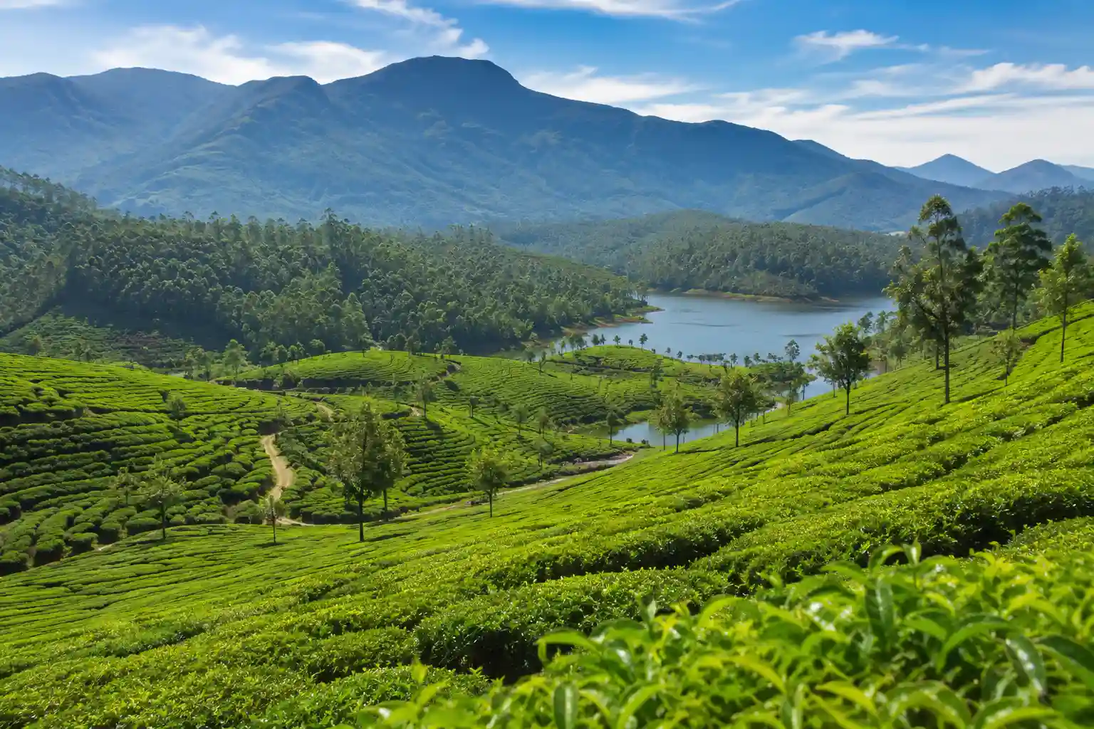 Munnar tea hills Kerala sightseeing