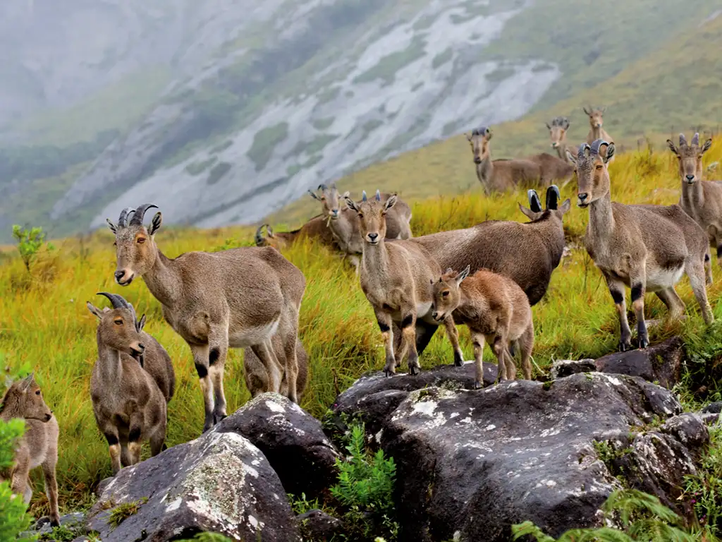 Eravikulam National Park Munnar