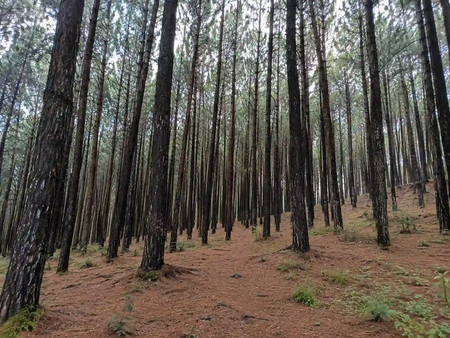 Pine Forest Ooty