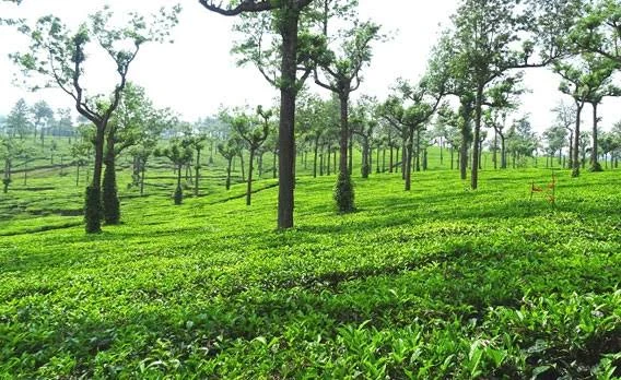 Spice Plantation Thekkady