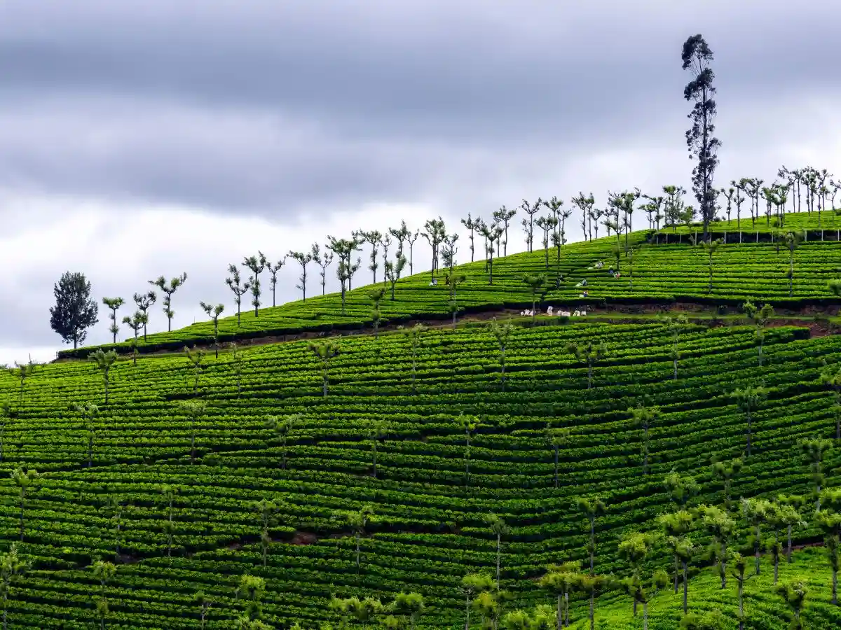 Tea Estates Ooty
