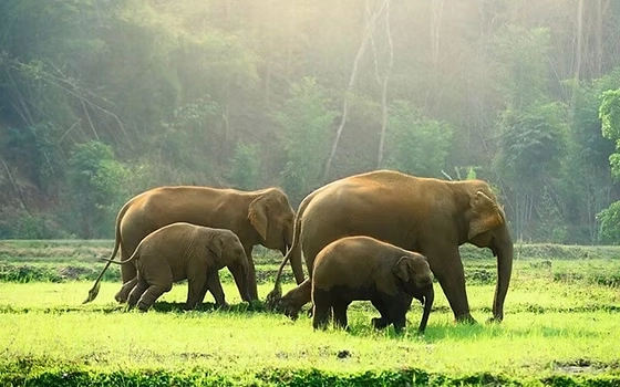 thekkady